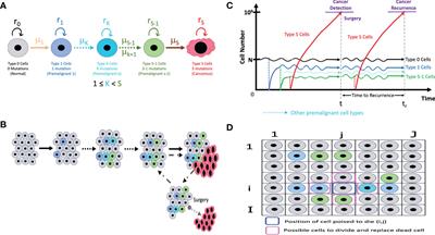Computational modeling of locoregional recurrence with spatial structure identifies tissue-specific carcinogenic profiles